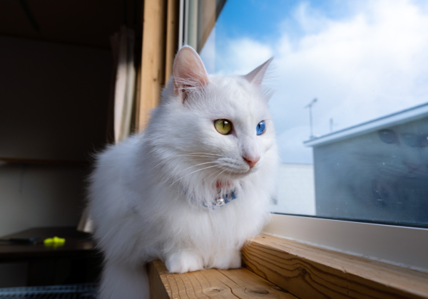 猫 白